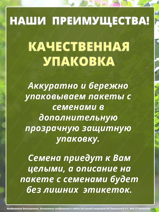 Семена майоран для дома сада посадки, вариант, фото 5