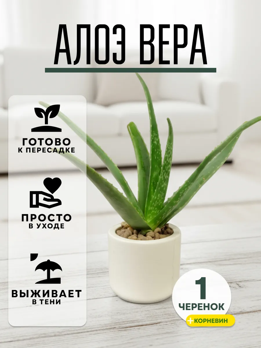 Алоэ Вера черенок 1 шт. живое комнатное растения