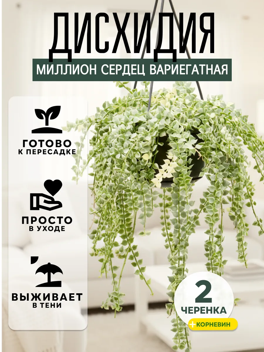 Дисхидия Миллион Сердец Вариегатная черенки 2 шт. растения