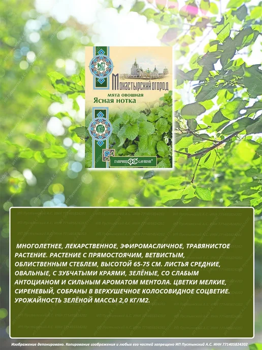 Семена мята для дома сада посадки, вариант, фото 2