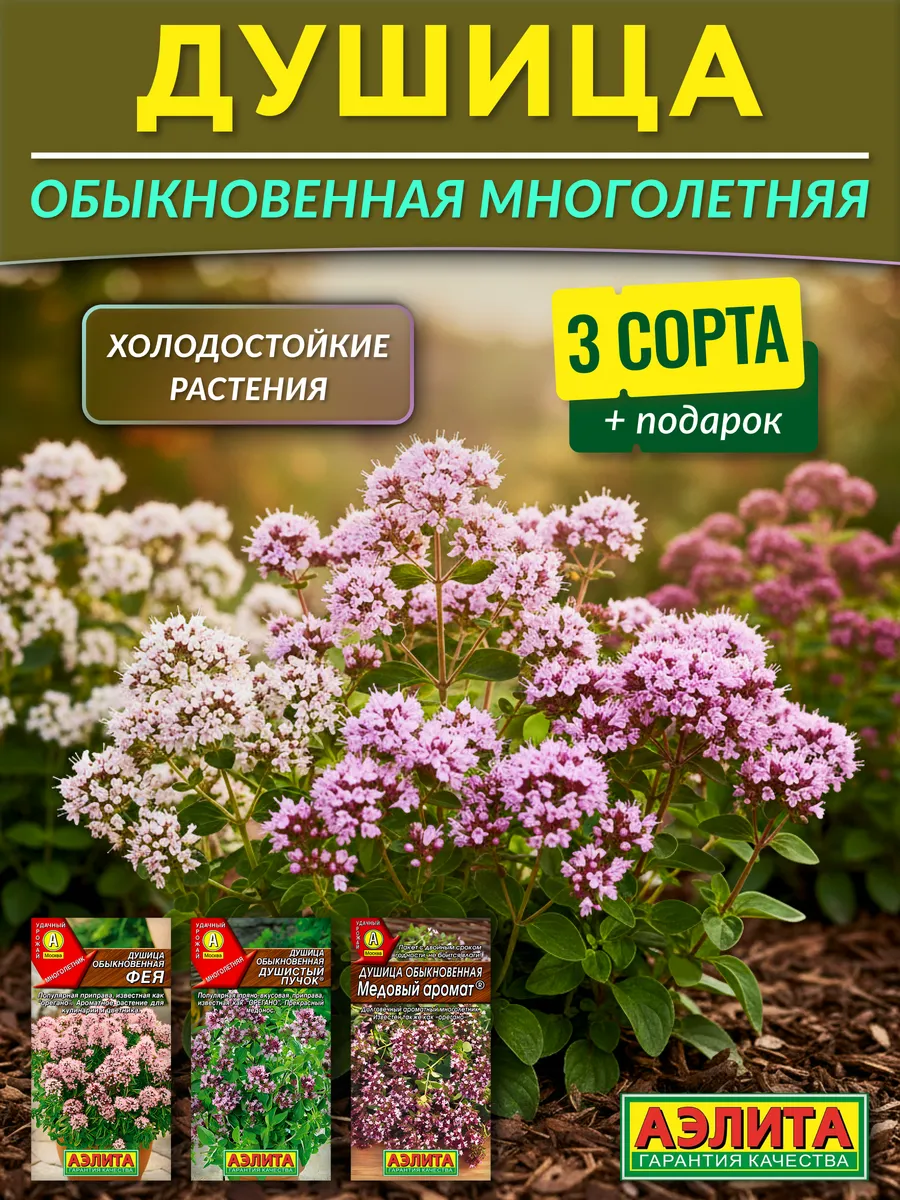 Семена душицы обыкновенной для посадки