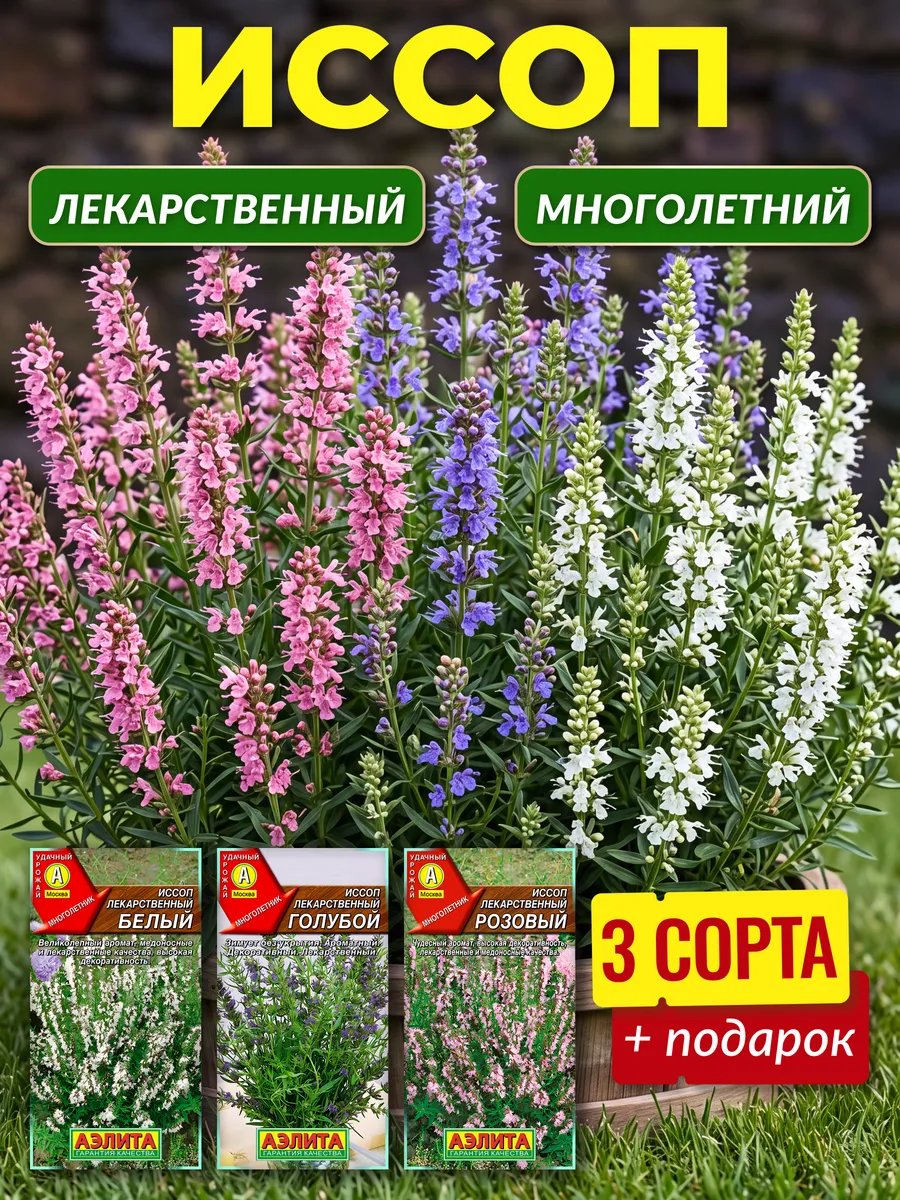 Семена иссопа лекарственного