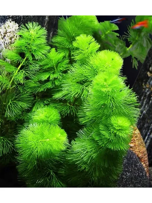 BestFish24 Кабомба Каролинская (Каролиниана) 3шт, 5 шт, фото 2