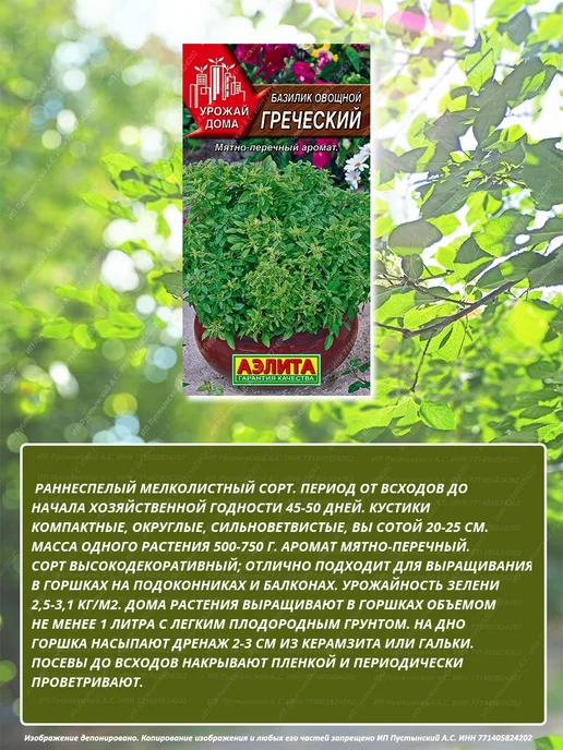 Семена базилик для дома сада посадки, вариант, фото 2