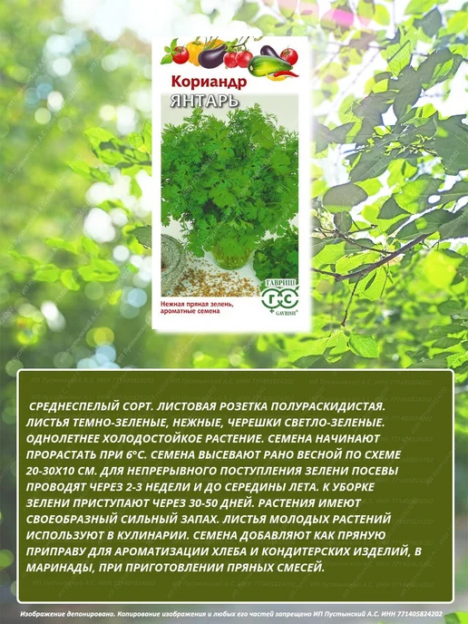 Семена кориандр для дома сада посадки, вариант, фото 3