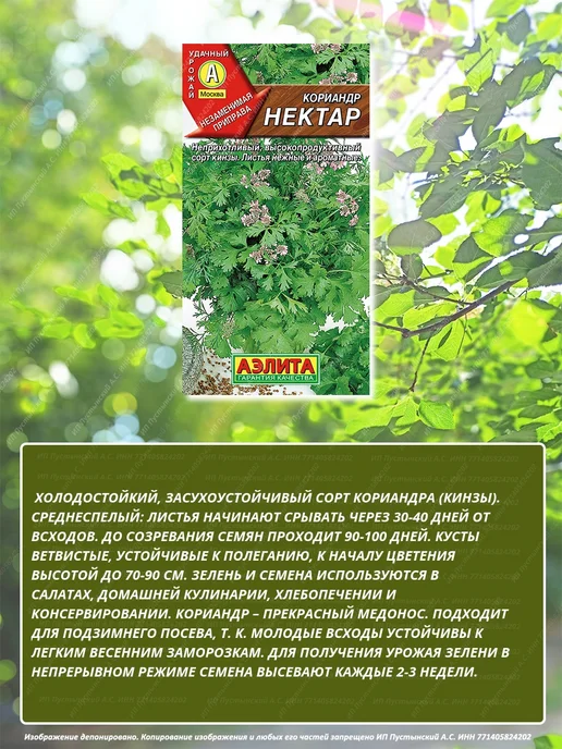 Семена кориандр для дома сада посадки, вариант, фото 3