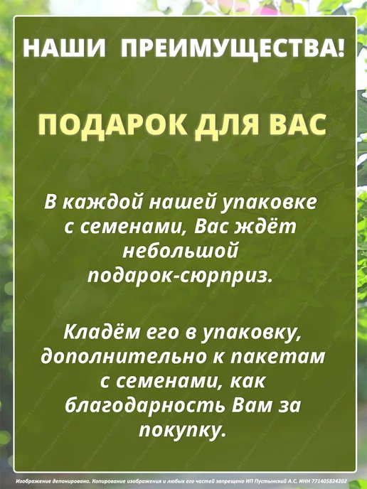 Семена кориандр для дома сада посадки, вариант, фото 7