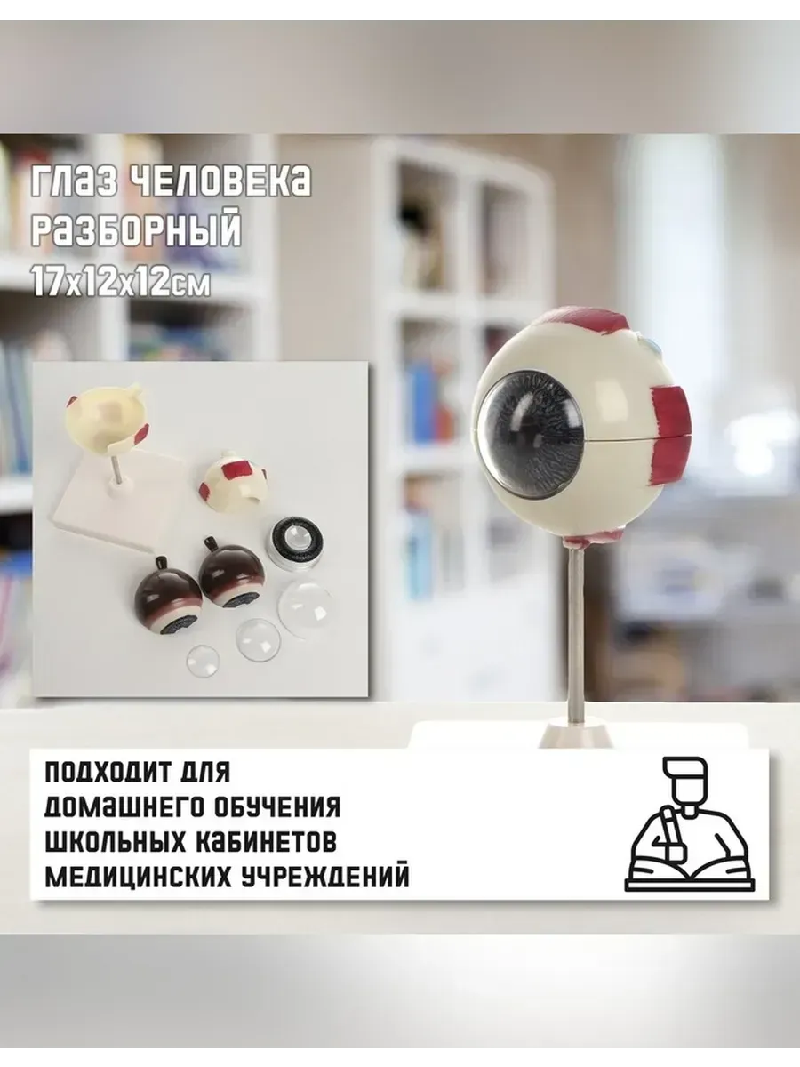 Разборная анатомическая модель глаза человека