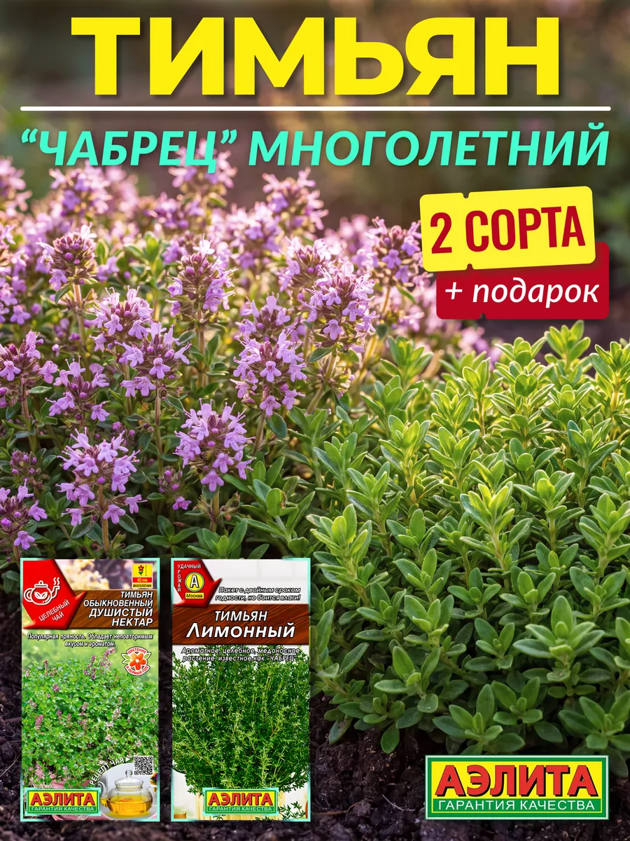 Семена тимьяна многолетнего