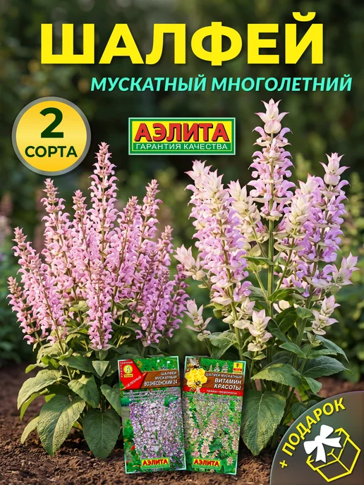 Агрофирма АЭЛИТА Семена шалфея мускатного многолетнего, вариант