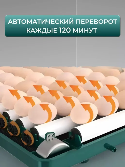 Инкубатор для яиц автоматический с терморегулятором, зеленый, фото 3
