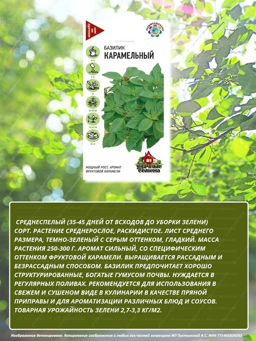Семена базилик для дома сада посадки, вариант, фото 2