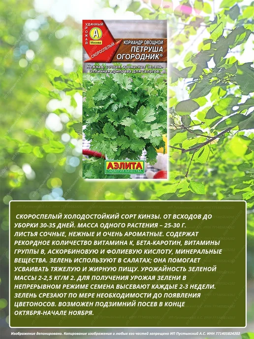 Семена кориандр для дома сада посадки, вариант, фото 2