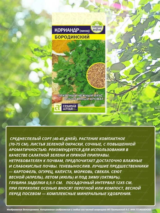 Семена кориандр для дома сада посадки, вариант, фото 2