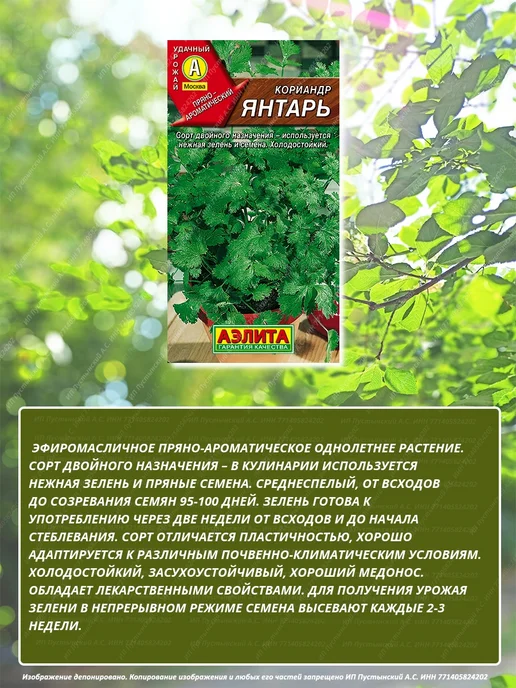 Семена кориандр для дома сада посадки, вариант, фото 3