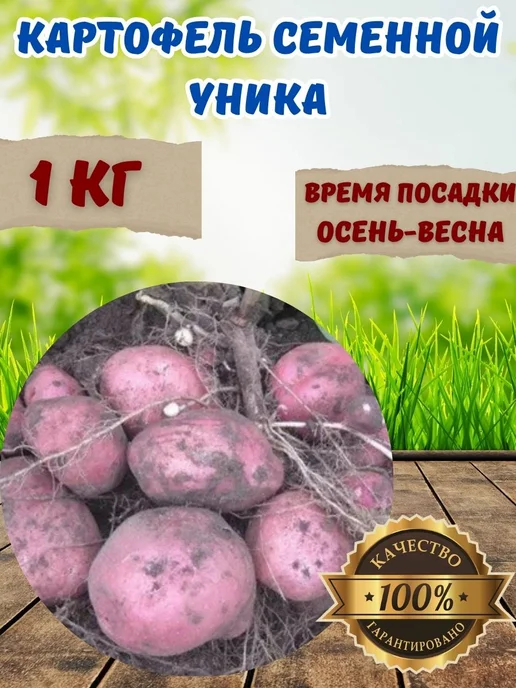 Садовые Чудеса Виктории Картофель семенной Уника, красный, фото 2