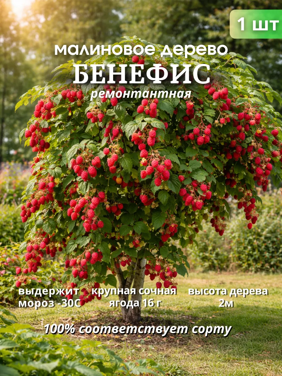 Саженцы малиновое дерево Бенефис 1 шт