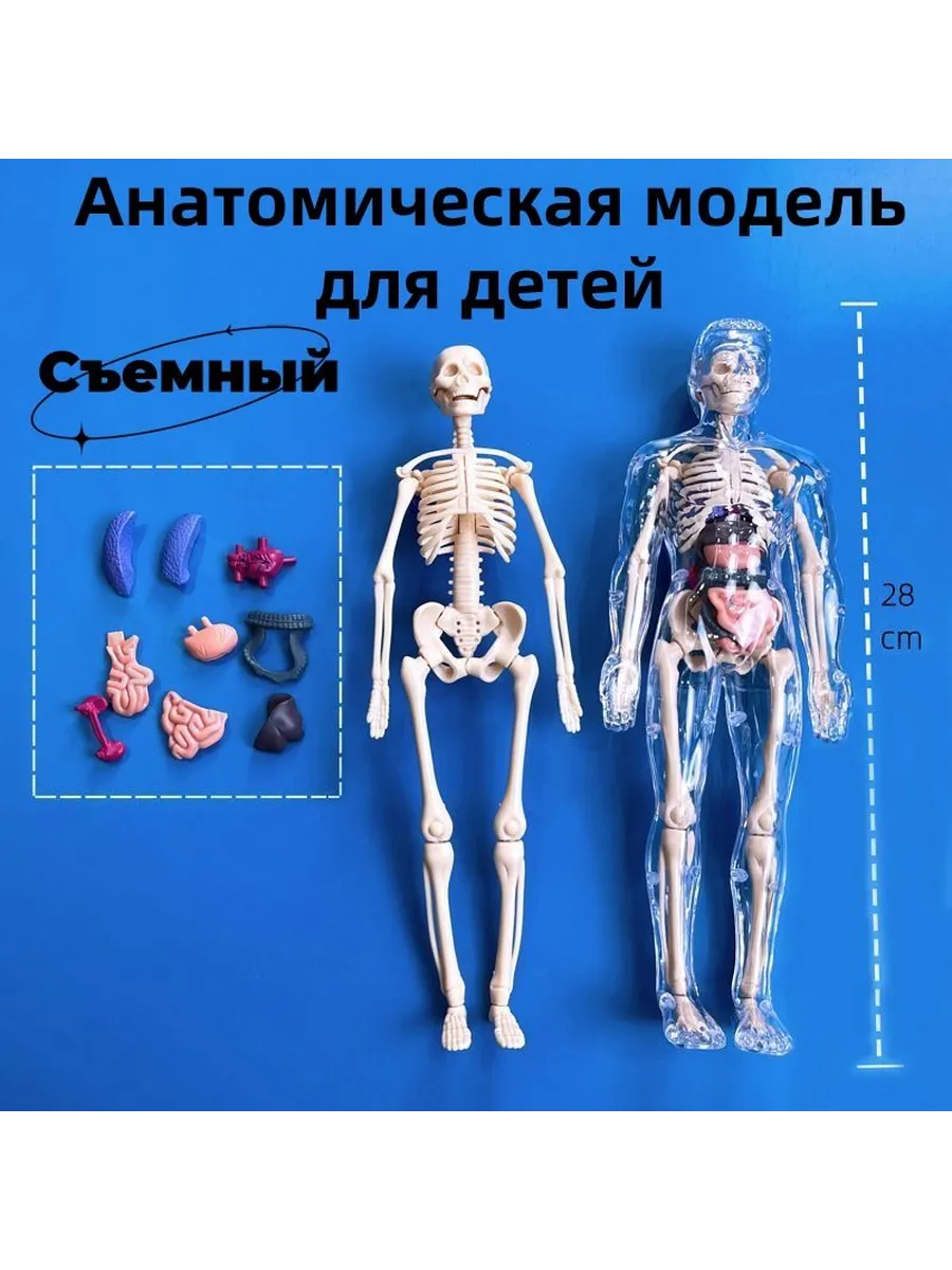 Анатомическая модель детей Строение тела человека