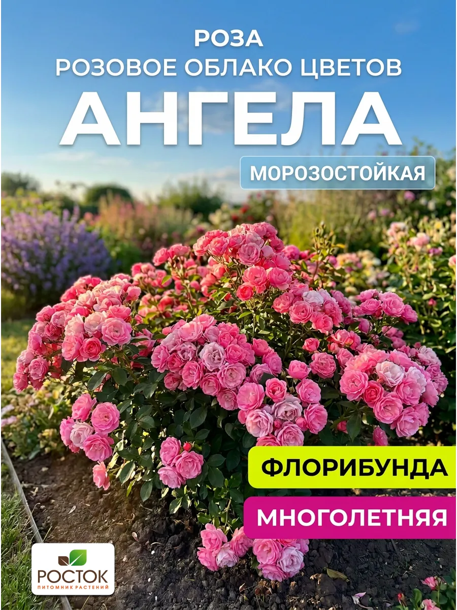 Роза Ангела саженцы