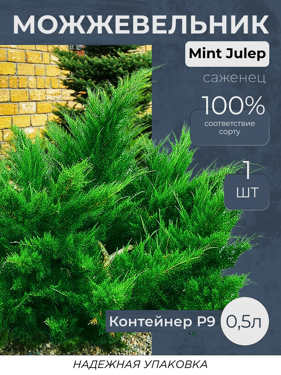 Можжевельник саженец