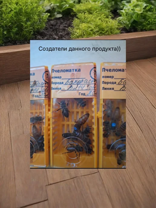 Сотовый мёд 2026 года, вариант, фото 5