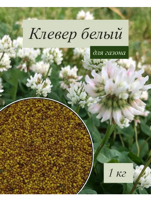 семена Белый клевер 1 кг, 1 кг