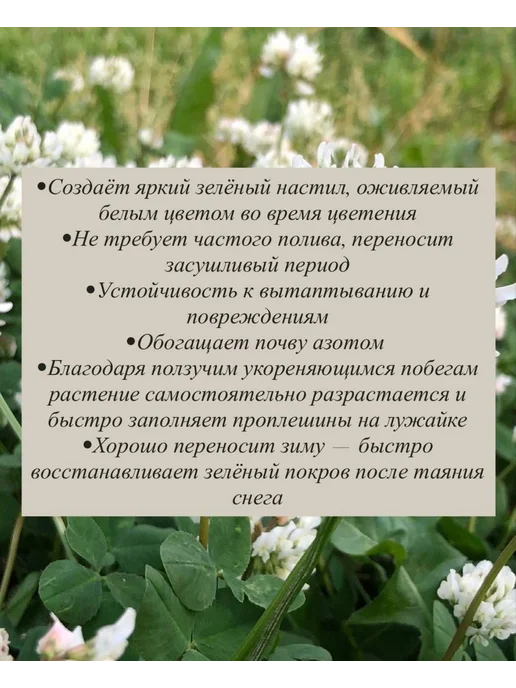семена Белый клевер 1 кг, 1 кг, фото 2