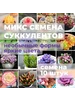 Суккуленты Микс (литопсы) семена 10 штук Нет бренда 599351010 купить за 219 ₽ в интернет‑магазине Wildberries