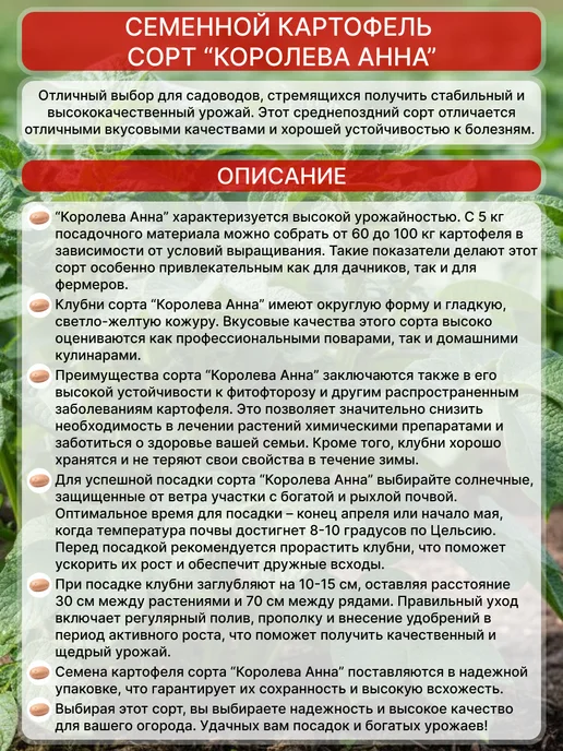 Семенной картофель на посадку Королева Анна, бежевый, королева анна, фото 2