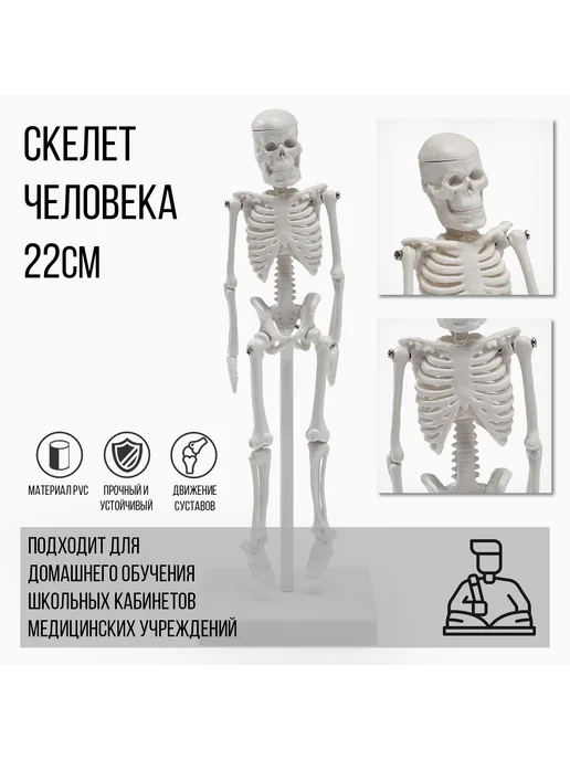со скидкой Анатомическая модель Макет скелета взрослого человека,22 см, вариант