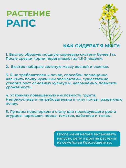 Зеленая Русь Семена сидераты Рапс яровой 0,5 кг, 500 г, фото 5