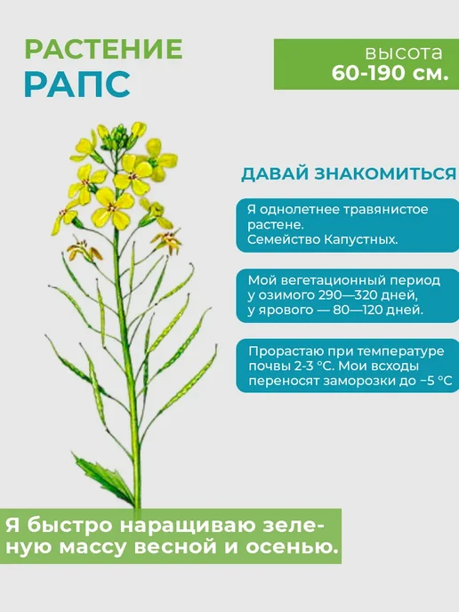 Зеленая Русь Семена сидераты Рапс яровой 0,5 кг, 500 г, фото 6