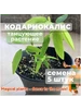 Кодариокалис Танцующее растение Экзотика семена 5 штук Нет бренда 600707091 купить за 256 ₽ в интернет‑магазине Wildberries
