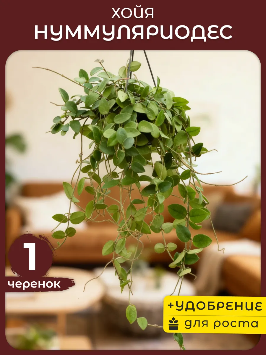 Хойя Нуммуляриодес черенок 1шт живое комнатное растение