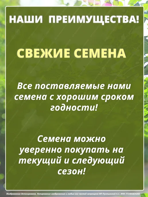 Семена укроп для дома сада посадки, вариант, фото 4