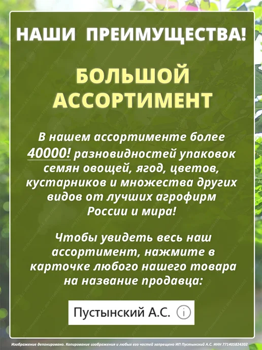 Семена укроп для дома сада посадки, вариант, фото 6