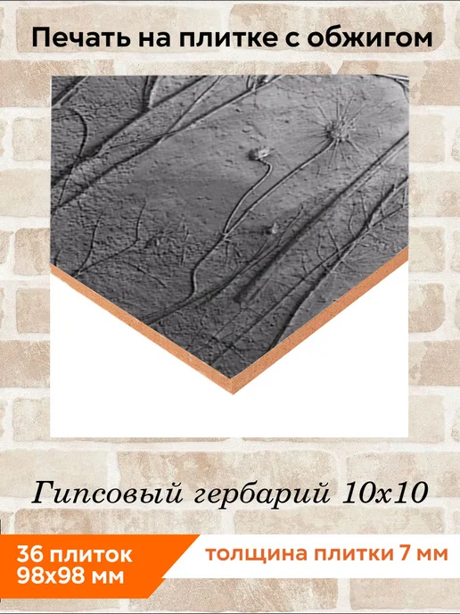 fres-co Панно из керамической плитки Гипсовый гербарий 10х10, 10x10, фото 2