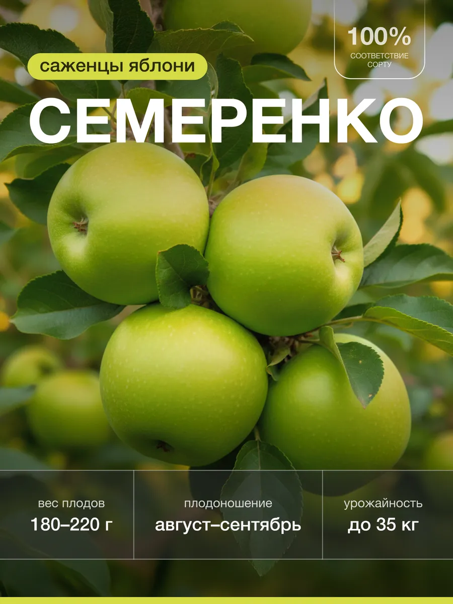 Саженцы Яблони Семеренко