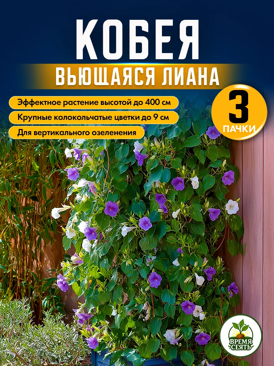 Семена кобеи вьющейся