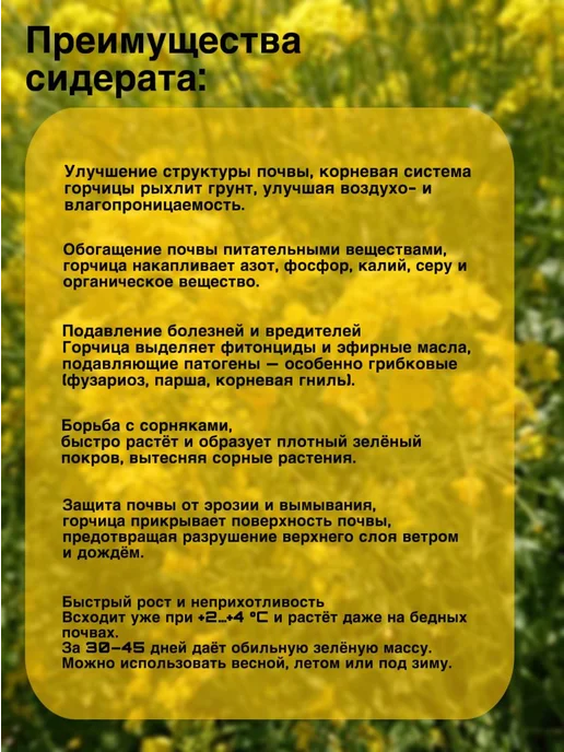 Горчица белая семена сидерат 3 кг, 3 кг, фото 2