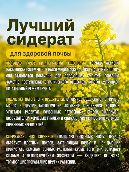 Горчица белая семена сидерат 3 кг, 3 кг, фото 3