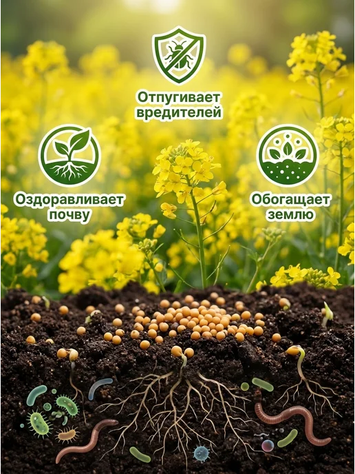 Горчица белая семена сидерат 3 кг, 3 кг, фото 4