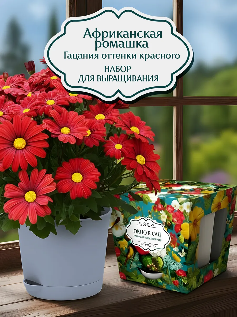 Африканская ромашка Набор для выращивания
