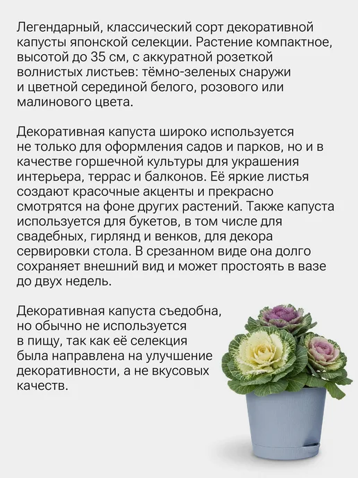 Окно в сад Капуста декоративная микс Набор для выращивания, вариант, фото 2