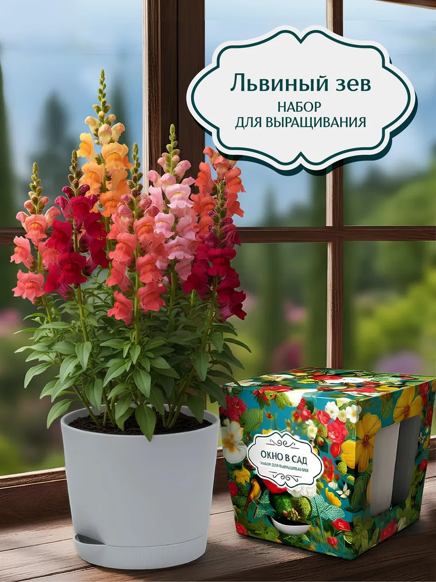 Львиный зев Набор для выращивания