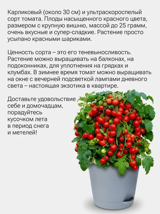 Окно в сад Томат карликовый Мини Ред Робин Набор для выращивания, вариант, фото 2