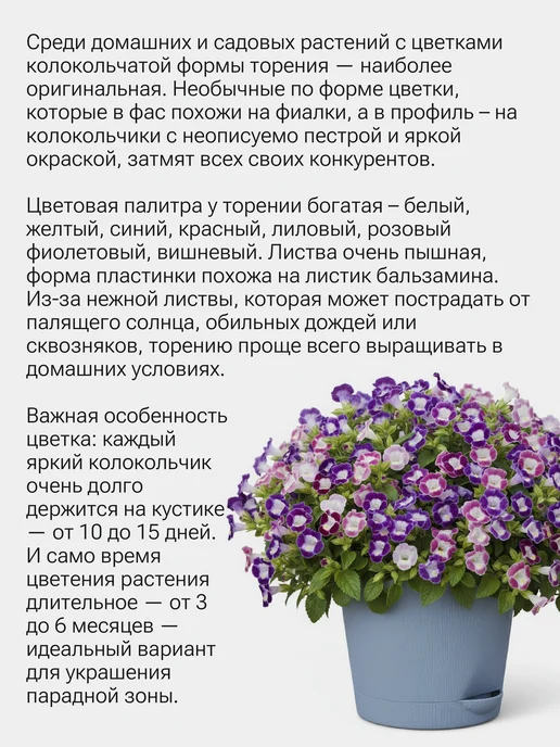 Окно в сад Колокольчик королевский Набор для выращивания, вариант, фото 2