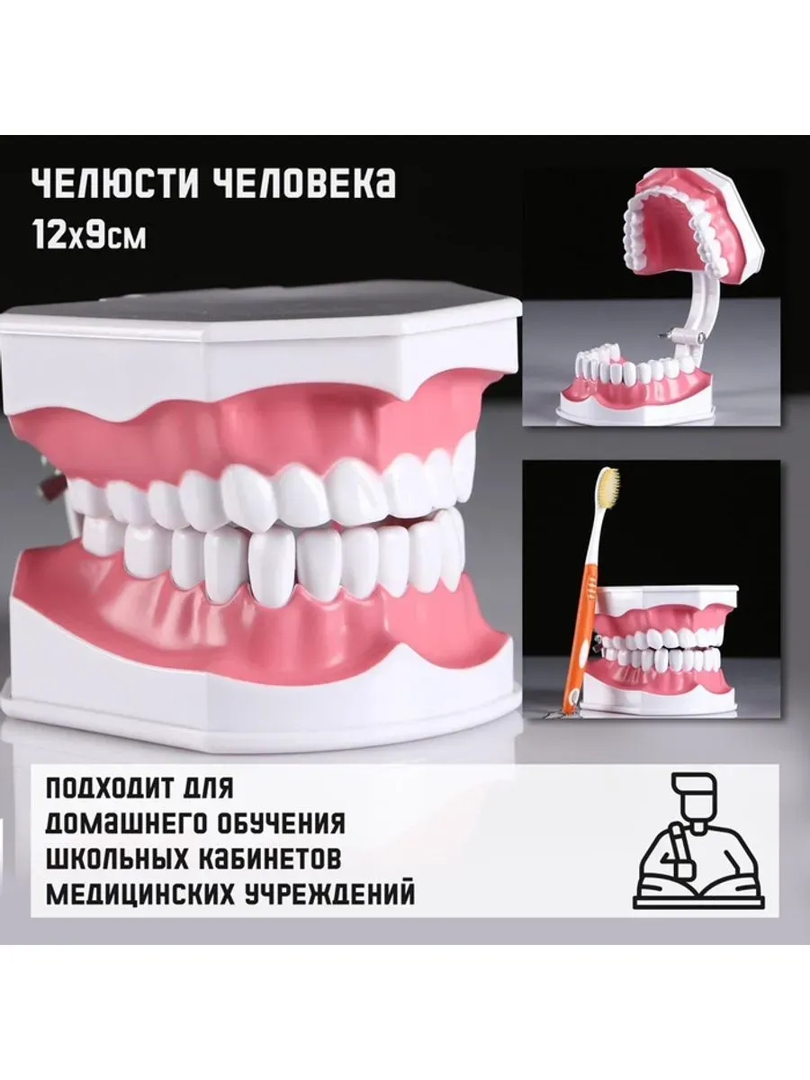 Анатомическая модель, 12×9 см