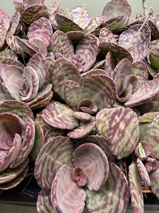 Cactus Pet Каланхоэ Зебра, красный, фото 2