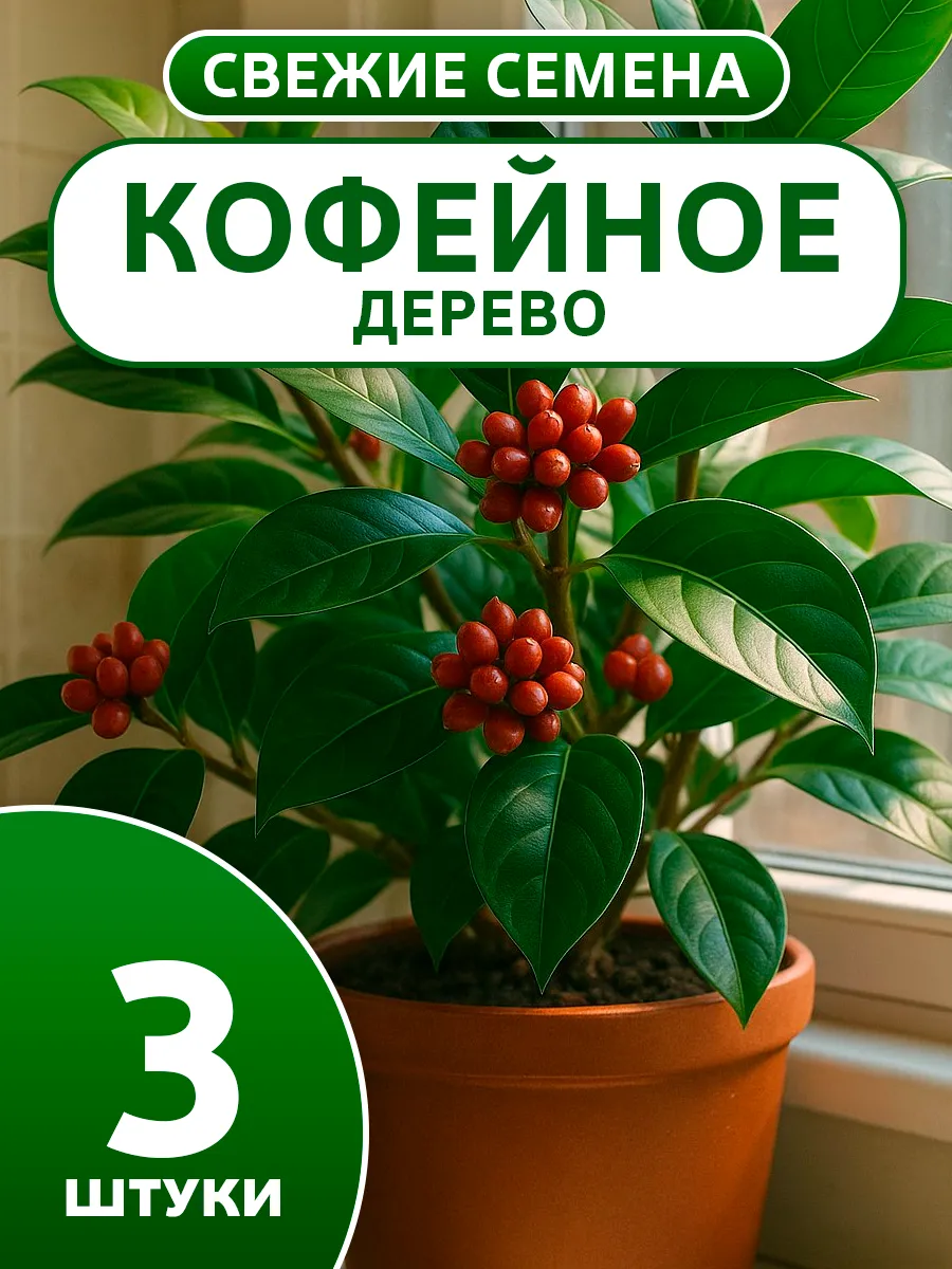 Семена кофейного дерева для выращивания